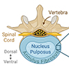 Tissue Engineering and Regenerative Medicine