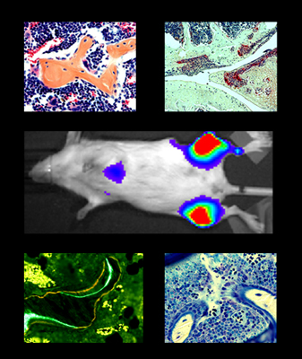Compilation image of work done in the You-Z lab