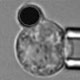 Dynamic response of neutrophils to chemokine stimulus